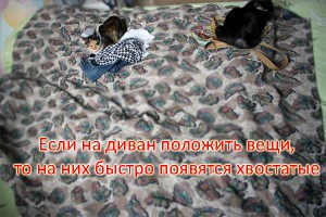 IMG_9247 copy